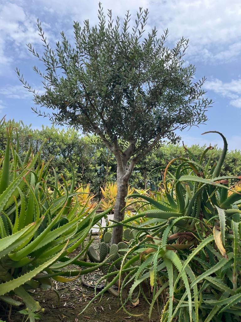 B&B Lo&G Lascari Luaran gambar